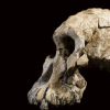 来自埃塞俄比亚的一个有380万年历史的化石揭示了露西祖先的面貌