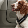 沃尔沃表示 在汽车中无拘无束的狗是分心驾驶的另一个原因