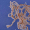 科学家发现了保护tape虫免受宿主消化的机制 