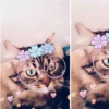 Snapchat现在为您的猫推出了照片滤镜