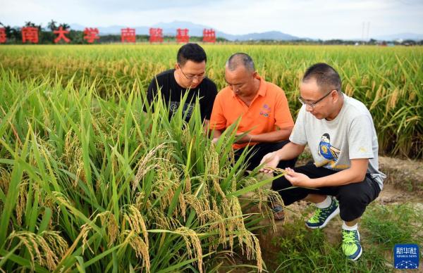“双季稻亩产1500公斤”攻关捷报频传，有何现实意义？