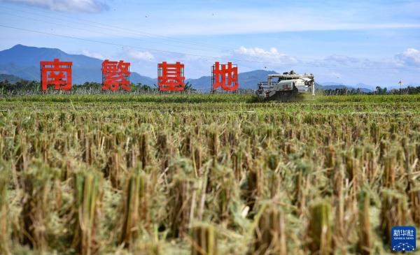 “双季稻亩产1500公斤”攻关捷报频传，有何现实意义？