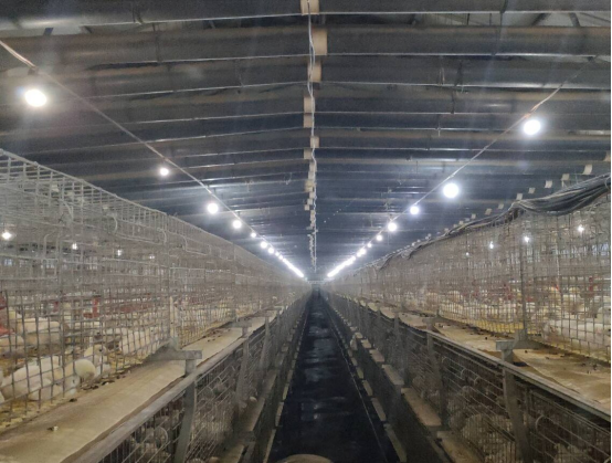 中国人寿财险鞍山公司创新发力 肉鸡养殖保险护航乡村产业振兴